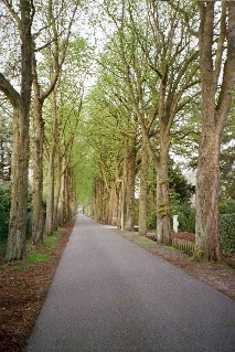 Belgian allée (Somewhere in Kapellen)