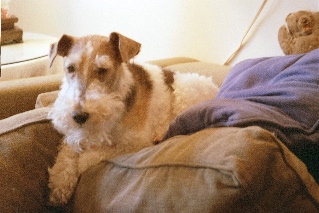 Trix after grooming